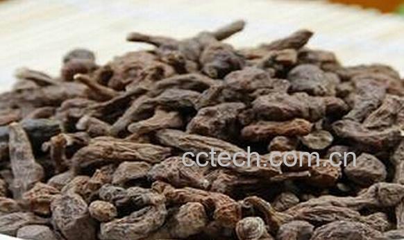 果蔬百科干人参果-0