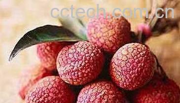 果蔬百科荔枝不能和什么一起吃-0