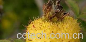 果蔬百科刺梨图片 刺梨的功效与作用-0