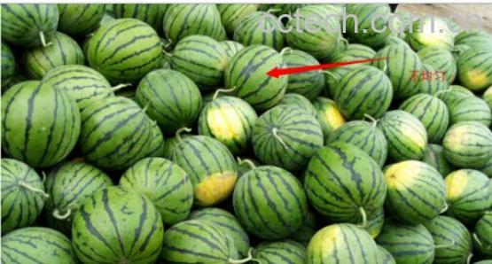 果蔬百科 如何挑选沙瓤西瓜-0