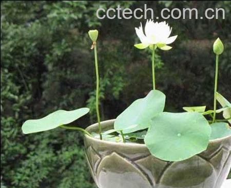 果蔬百科碗莲种植方法图解-0