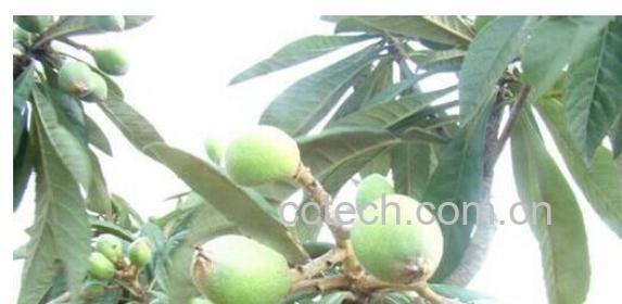 果蔬百科枇杷叶-0