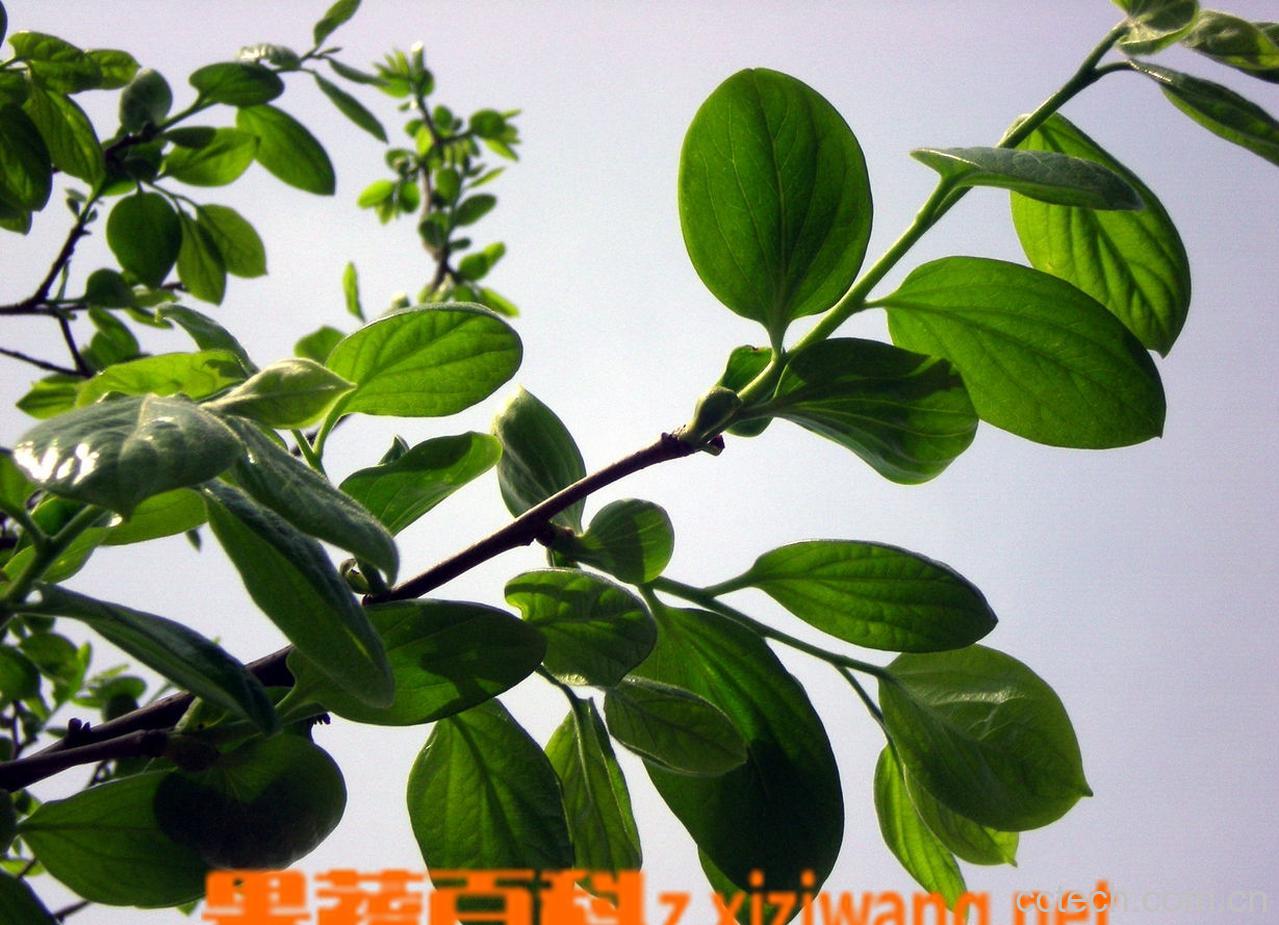 果蔬百科柿子叶的功效与作用-0