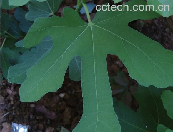 果蔬百科无花果叶的功效与作用-0