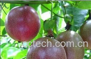 果蔬百科百香果-0