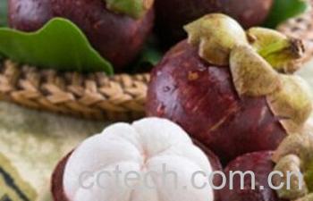 果蔬百科山竹-0