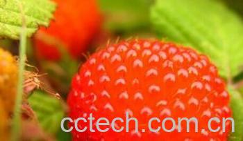 果蔬百科树莓-0