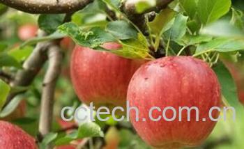 果蔬百科苹果-0