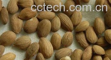 果蔬百科山桃仁的功效与作用-0