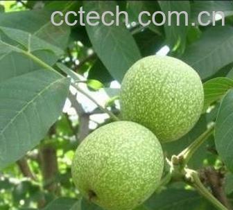 果蔬百科青皮的功效与作用-0