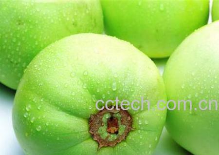 果蔬百科绿甜瓜-0