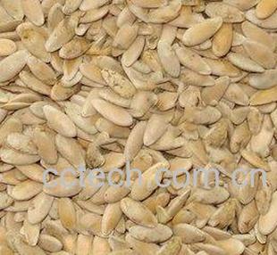 果蔬百科甜瓜子-0