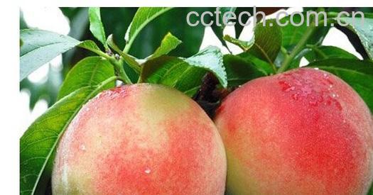 果蔬百科水蜜桃-0