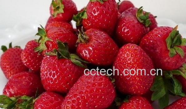 果蔬百科哪种草莓是人工催熟的-0