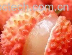 果蔬百科荔枝-0