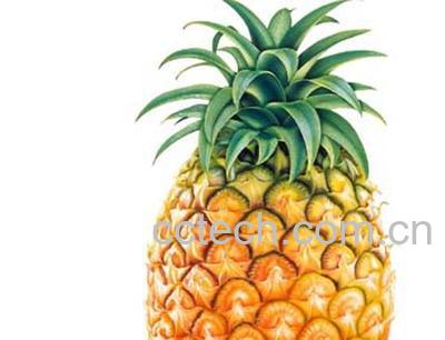 果蔬百科菠萝-0