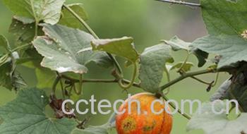 果蔬百科郁李仁-0