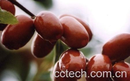 果蔬百科吃红枣的好处和坏处-0