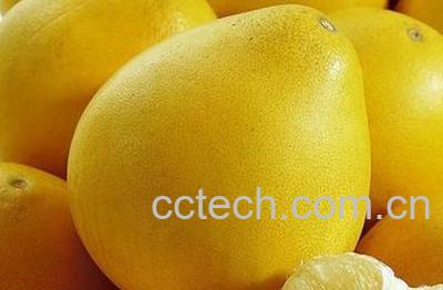 果蔬百科柚子-0