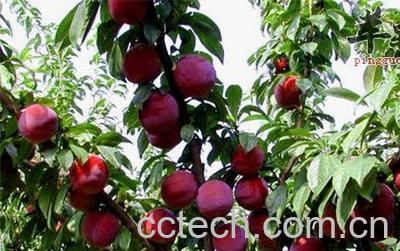 果蔬百科西梅-0