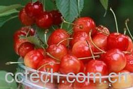 果蔬百科吃樱桃的好处和坏处-0