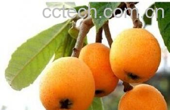 果蔬百科枇杷-0