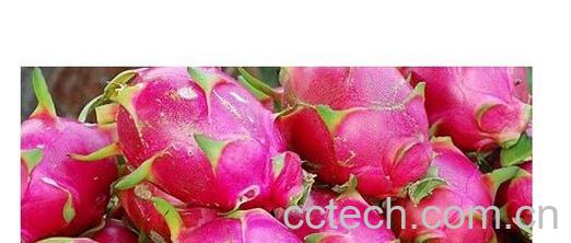 果蔬百科火龙果-0