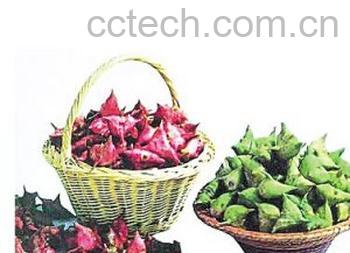 果蔬百科菱角-0