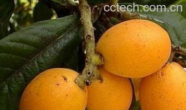 果蔬百科催熟的枇杷-0