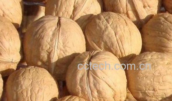 果蔬百科核桃-0