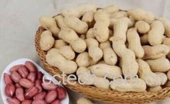 果蔬百科花生-0