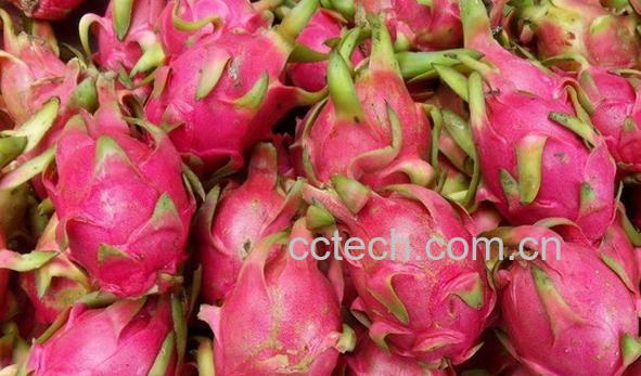 果蔬百科火龙果-0