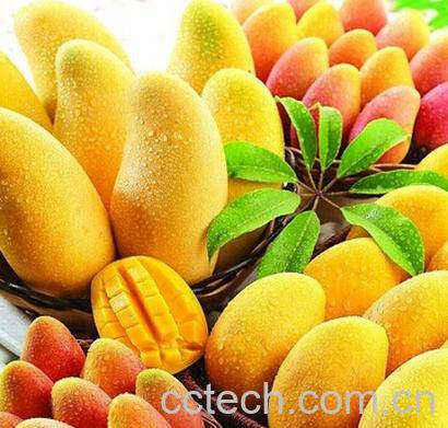 果蔬百科芒果-0