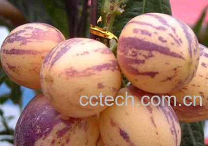 果蔬百科 青海人参果怎么吃 人参果的吃法图片-0