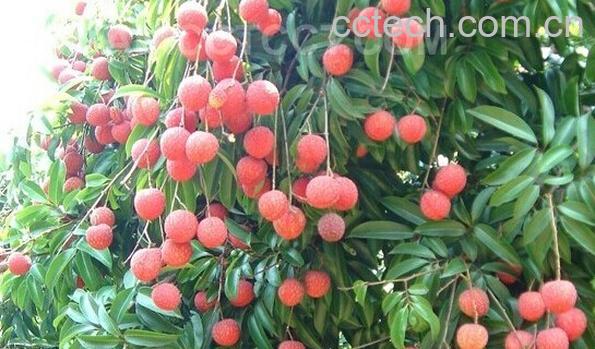 果蔬百科荔枝-0