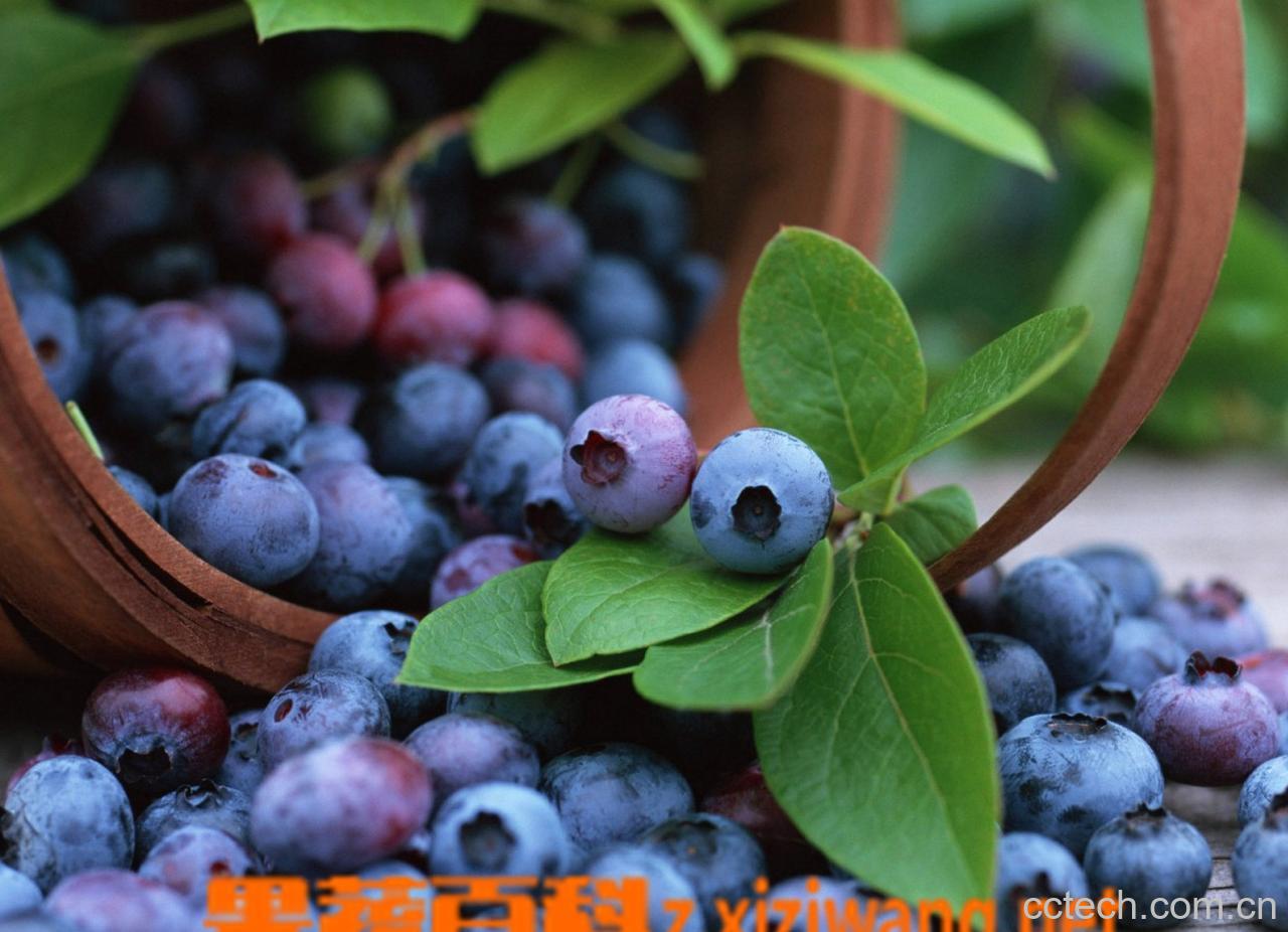 果蔬百科新鲜蓝莓怎么清洗-0