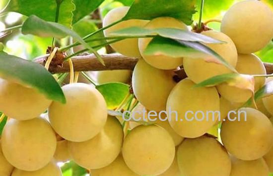 果蔬百科 银杏果怎么去皮 新鲜银杏怎么吃-0