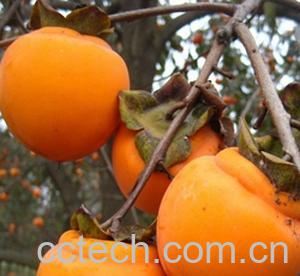 果蔬百科柿子-0