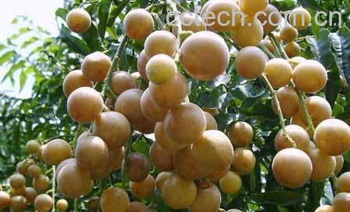 果蔬百科 黄皮果的功效和营养价值-0