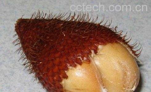 果蔬百科 蛇皮果怎么吃图解-0