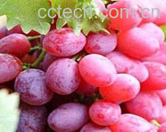 果蔬百科提子皮可以吃吗 提子皮的功效与作用-0