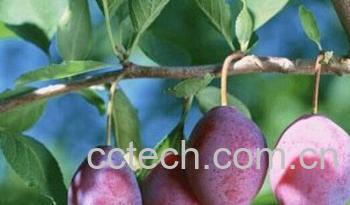 果蔬百科西梅泥-0