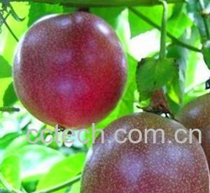 果蔬百科西番莲-0