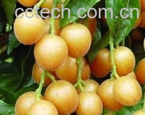 果蔬百科黄皮果的功效与作用-0