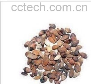 果蔬百科黄皮核的功效与作用-0