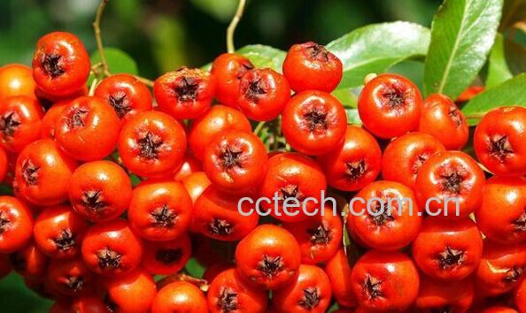 果蔬百科火棘-0