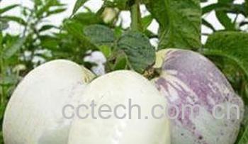 果蔬百科人参果怎么吃 吃人参果的禁忌-0