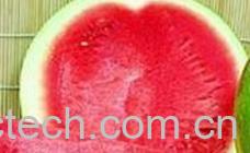 果蔬百科西瓜-0