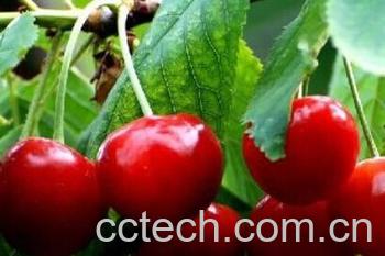 果蔬百科红樱桃-0