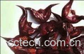 果蔬百科菱角-0